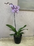Imagen de Orquidea classic
