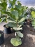 Ficus pandurata - tienda online