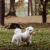 Disquinhos Mordedor Natural Couro Bovino para Cães Pequenos 4 unidades I Pet Bem - loja online