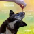 Lombinho Crocante 60g - Petisco Natural Desidratado para Cães e Gatos I Pet Bem - comprar online