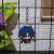 Honkai: Star Rail - Llaveros de Blade en internet