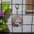 Honkai: Star Rail - Llaveros de Luocha - MofuStore HN