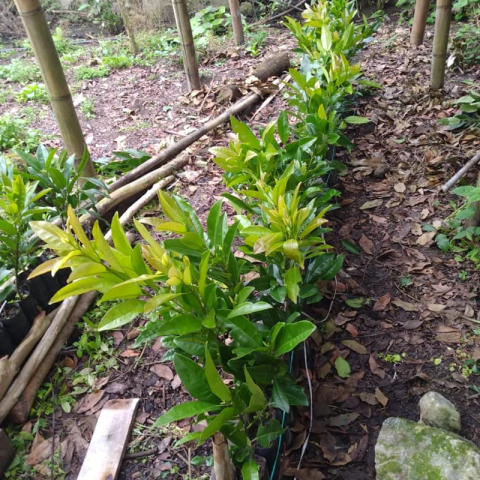 Pimienta Gorda - comprar en línea