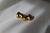 Aros Drops en internet