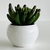 PLANTITAS DECO en internet