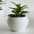 PLANTITAS DECO - UMMA