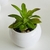 PLANTITAS DECO - tienda online