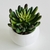 Imagen de PLANTITAS DECO