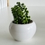 PLANTITAS DECO en internet