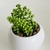 PLANTITAS DECO - UMMA