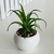 Imagen de PLANTITAS DECO