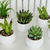 PLANTITAS DECO