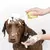 Escova dosadora de Shampoo, faça seu Pet feliz, facil e pratico - Cermg.ofertas