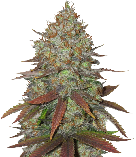 Cinnamon Buddha OG Fem 3ud - Humboldt Seeds Organization - comprar en línea