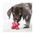 D3 KONG ESTRELLA DENTAL UNTABLE H.16KG 9X9X9CM en internet