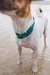 COLLAR REFORZADO NEOPRO AGUA VERDE ZEEDOG en internet