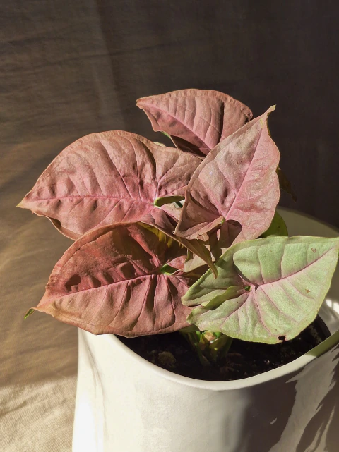 Syngonium pink robusta