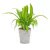 Maceta Cotton - comprar online