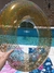 Inflable 80cm GLITTER dorado - Fresa Exclusivo