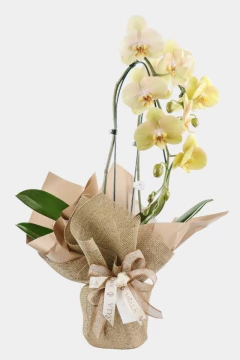 Orquídea Phalaenopsis Cascata - comprar online