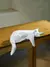Estátua de Gato Decorativa Branco e Preto - Circuito Mega Store: Tudo para sua Casa com Estilo e Praticidade