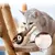 Brinquedo Interativo para Gato – C/Som de Pássaro e Asas que Batem - Circuito Pet Store: Tudo para o bem-estar do seu pet, com qualidade, carinho e praticidade em um só lugar!