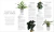 Plantas de interior: Guía completa - Plantas, cactus y suculentas en internet