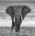 Experiencing Africa - comprar online