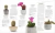 Plantas de interior: Guía completa - Plantas, cactus y suculentas - RegaláLibros
