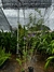 Thunbergia Rubra - comprar online