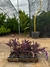 Trapoeraba Roxa