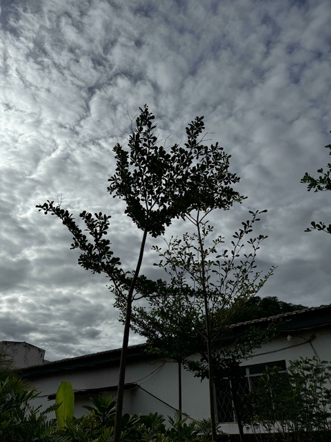 Sete Copas Africano 4,5 metros