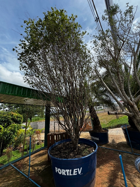 Jabuticabeira Sabará 4 metros - comprar online