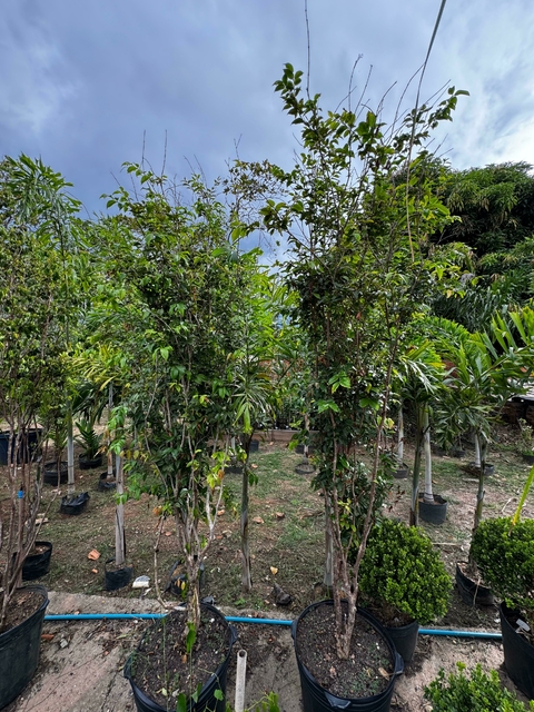 Jabuticabeira Hibrida 2,5 metros