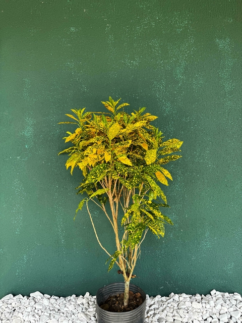 Cróton Brasileirinho