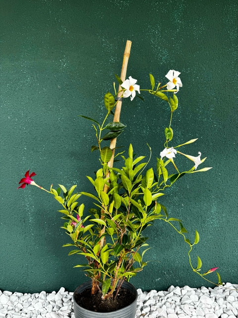 Dipladênia Branca e Vermelha