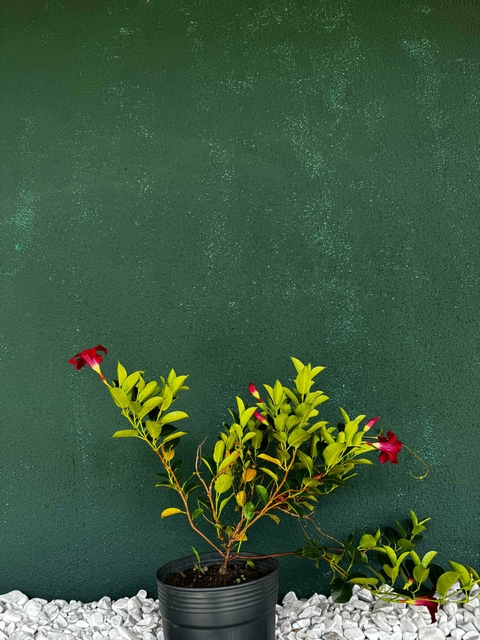 Dipladênia Vermelha