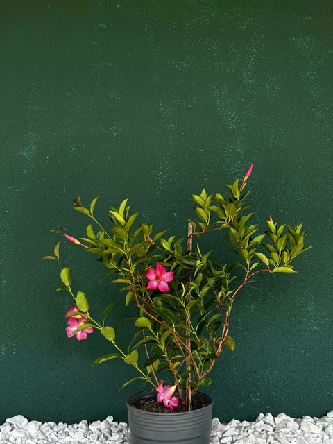 Dipladênia Rosa - comprar online