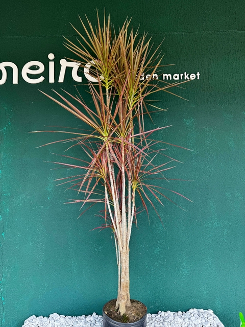 Dracena Tricolor - comprar online