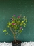 Primavera Roxa