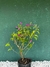 Primavera Roxa - comprar online