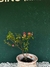 Primavera Rosa