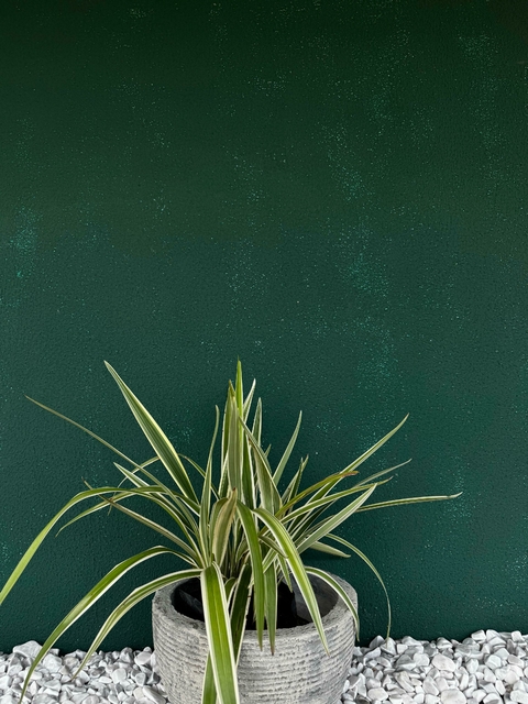 Dianela - comprar online