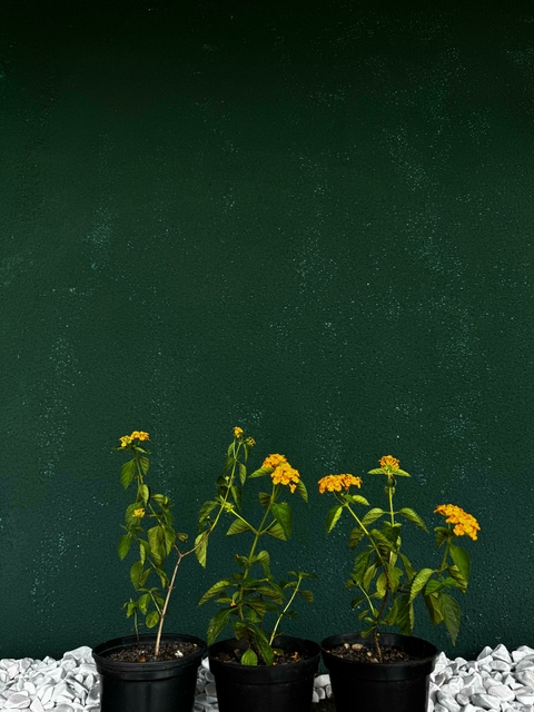 Mini Lantana Amarela