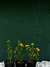 Mini Lantana Amarela - comprar online