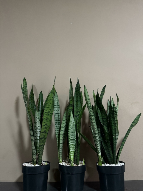 Espada de São Jorge - comprar online