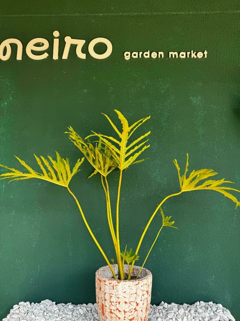 Guaimbé - comprar online