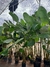 Maranta charuto