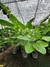 Maranta charuto - comprar online