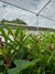 Alpinia Purpurata